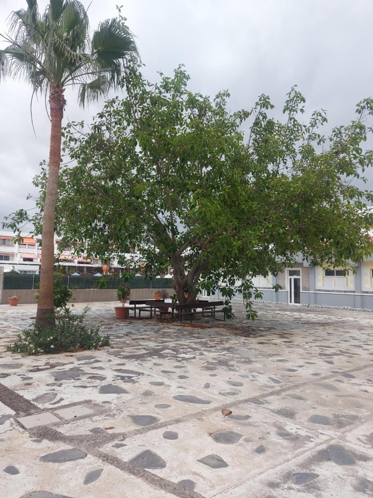 Ferienwohnung Casa Papagayo Arona  Exterior foto